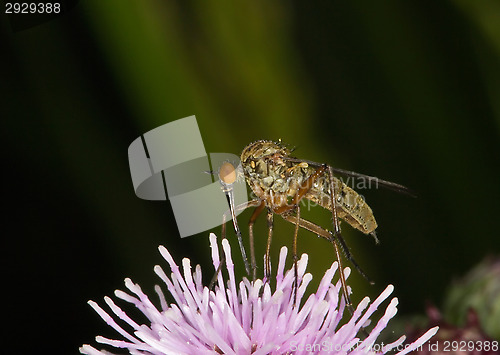 Image of Fly