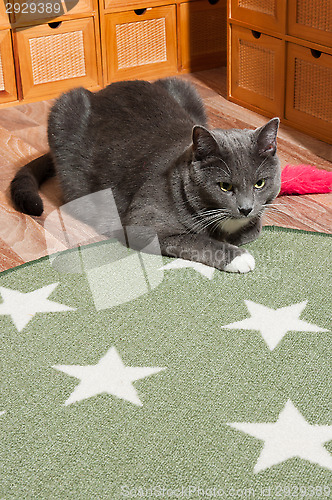 Image of Cat