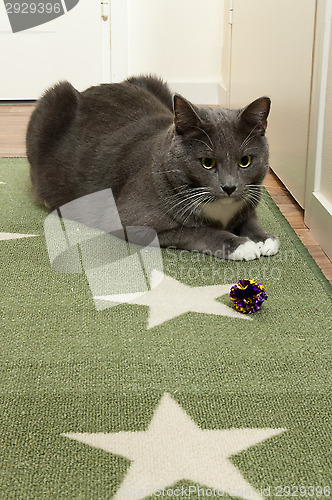 Image of Cat