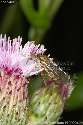 Image of Fly