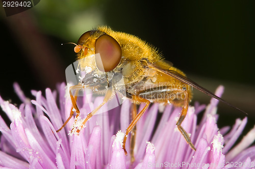 Image of Hoverfly