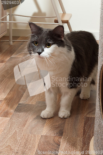 Image of Cat