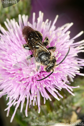 Image of Wasp