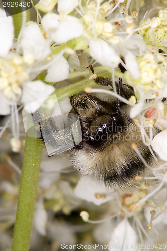 Image of Bee