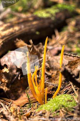 Image of Calocera viscosa