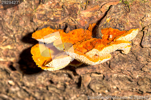 Image of Polypore