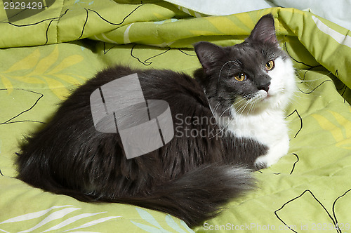 Image of Cat on the bed