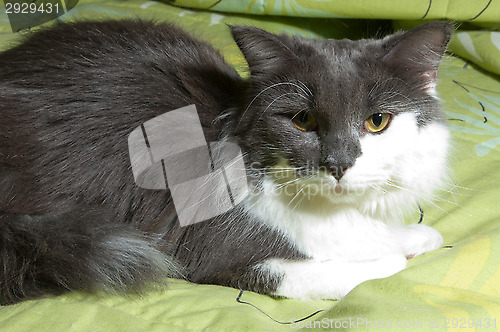 Image of Kitten