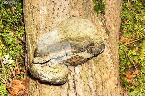 Image of Polypore