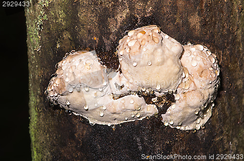 Image of Polypore