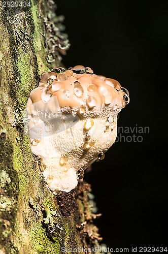 Image of Polypore