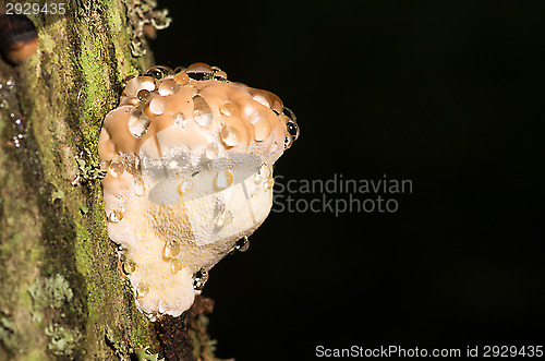 Image of Polypore