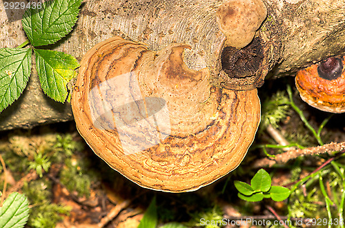 Image of Polypore