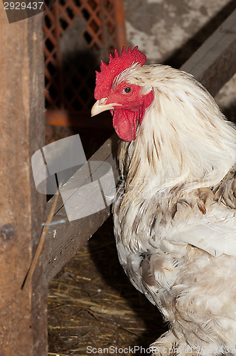 Image of Cock