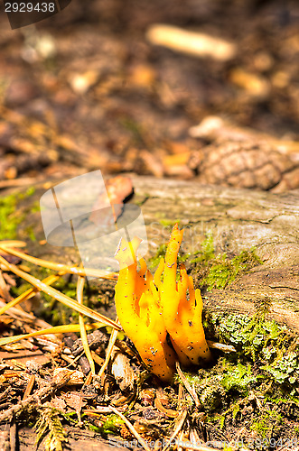 Image of Calocera viscosa