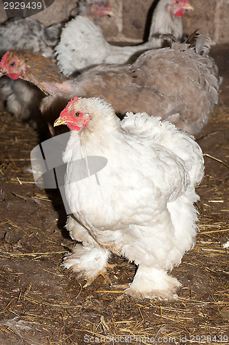 Image of Chickens