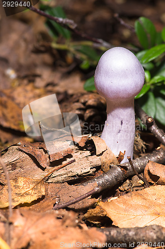 Image of Mushroom