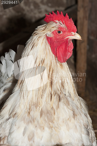 Image of Cock