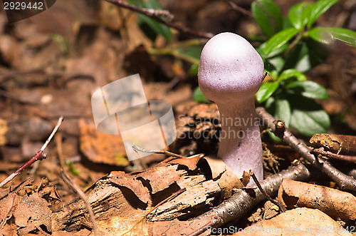 Image of Mushroom