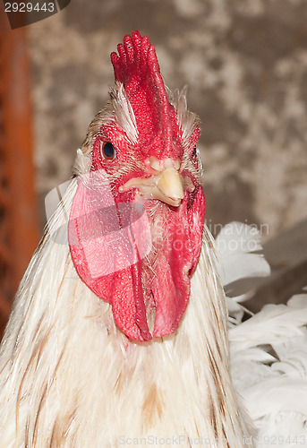 Image of Cock