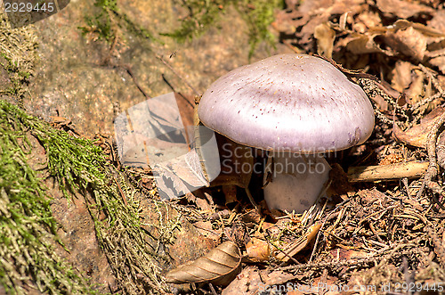 Image of Mushroom