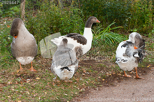 Image of Goose