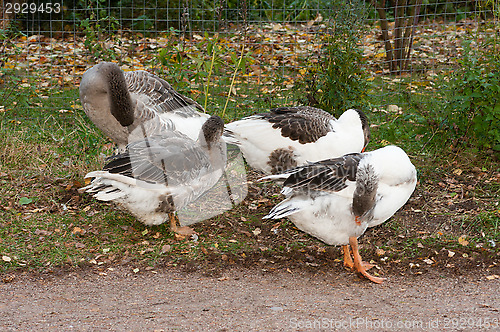 Image of Goose