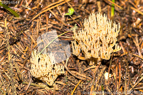 Image of Mushrooms