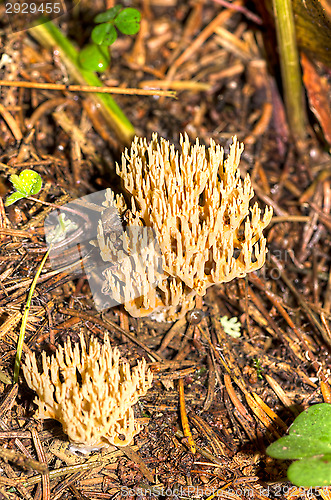 Image of Mushrooms