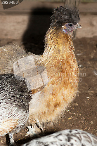 Image of Chicken