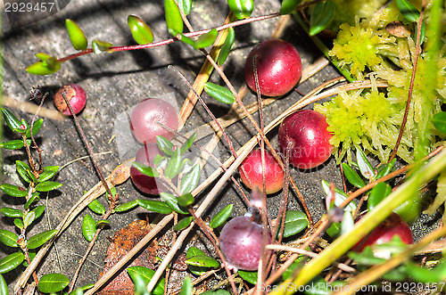 Image of Vaccinium microcarpum