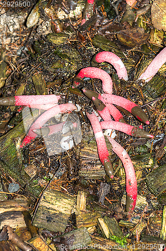 Image of Mushrooms