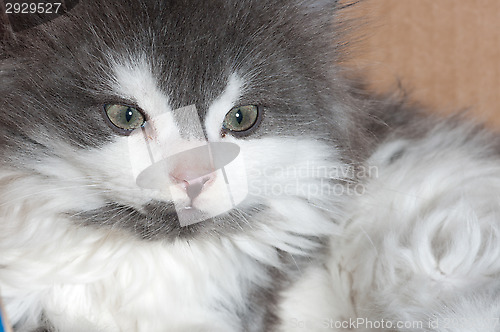 Image of Kitten