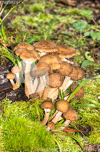 Image of Mushrooms