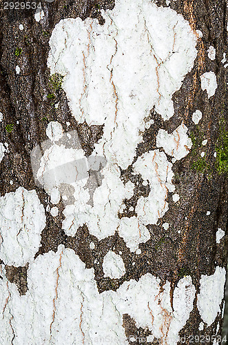 Image of Mushrooms