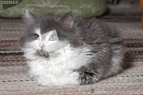Image of Kitten