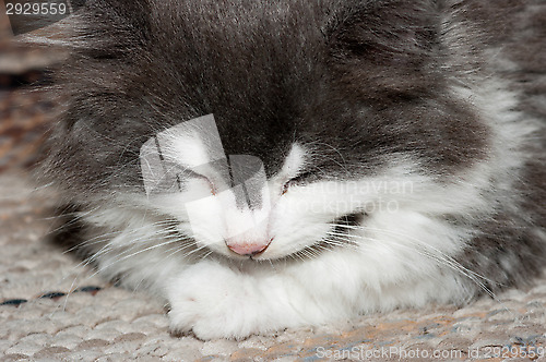 Image of Sleeping cat