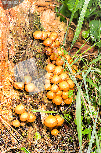 Image of Mushrooms
