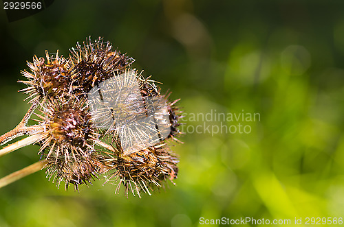 Image of Cirsium