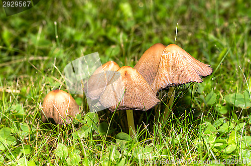 Image of Mushrooms