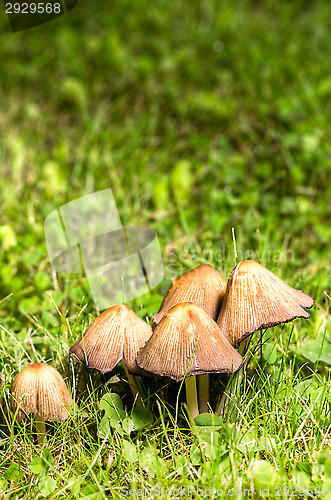 Image of Mushrooms