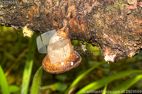 Image of Polypore