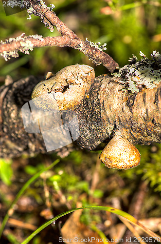 Image of Polypore