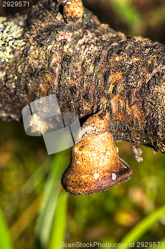 Image of Polypore