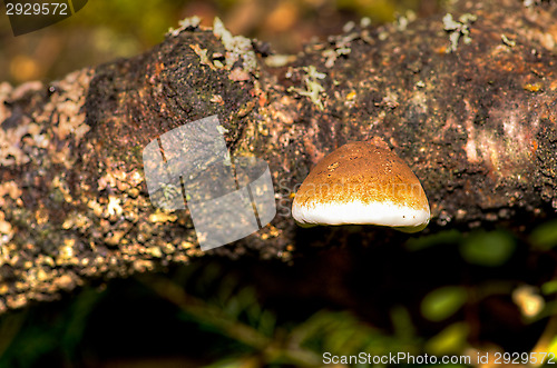 Image of Polypore