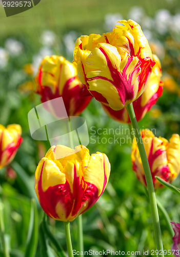 Image of Tulips