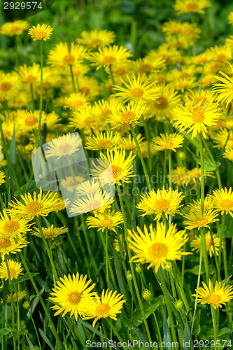 Image of Daisy