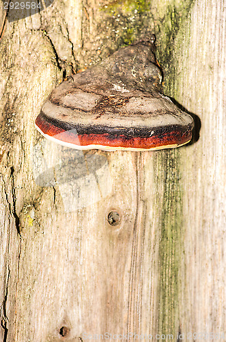 Image of Polypore