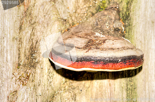 Image of Polypore