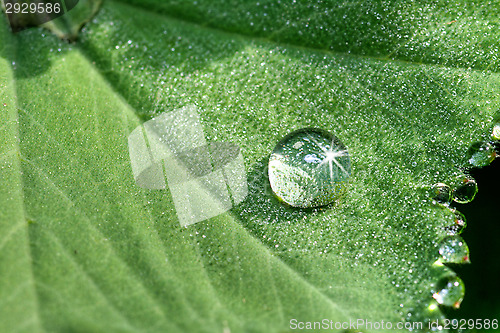Image of Drop of water
